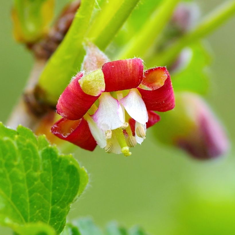 Casseiller Jostaberry - Ribes x nidigrolaria (Flowering)