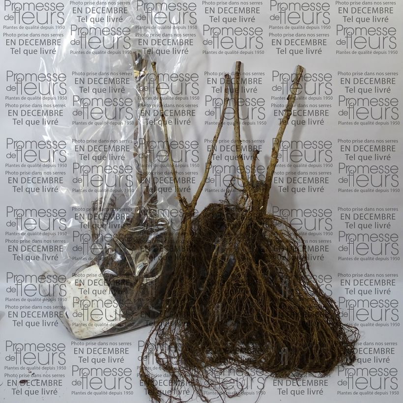 Example of Groseillier à grappes blanches Blanka Racines nues as you get