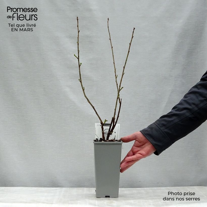 Example of Groseillier à grappes Hollande blanche Pot de 1,5L/2L, Buisson as you get in printemps