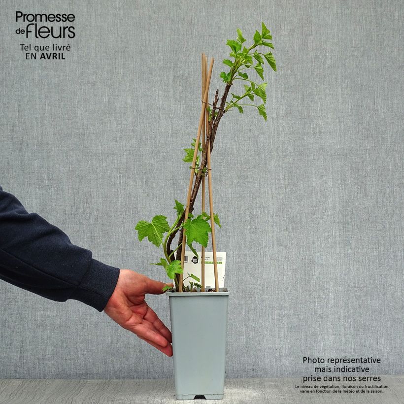 Spécimen de Groseillier à grappes Jonkheer van Tets Pot de 1,5L/2L, Buisson tel que livré au printemps