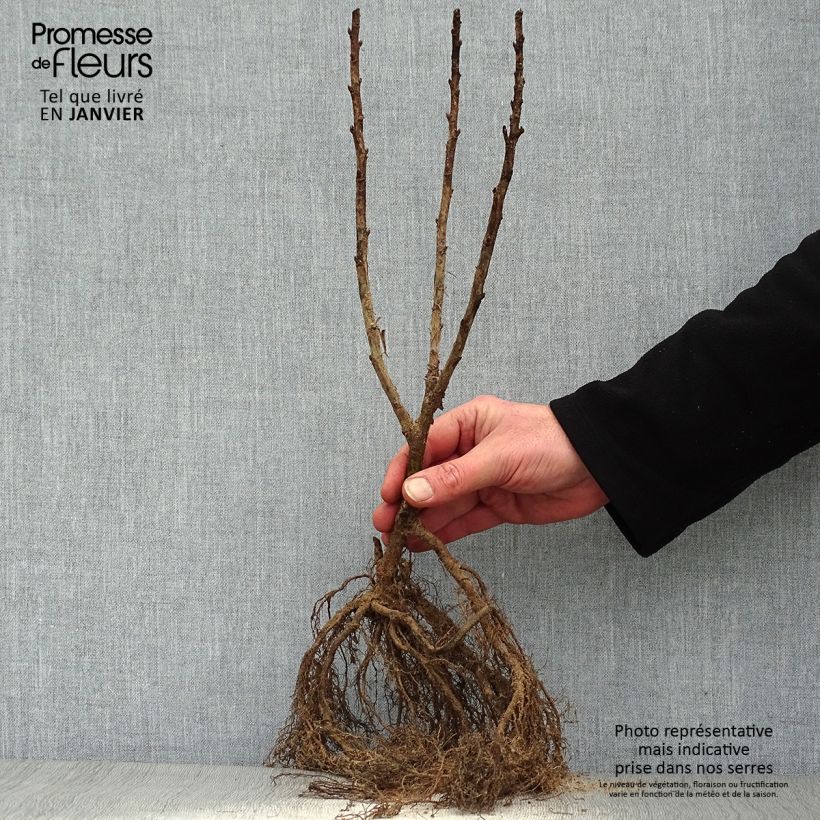 Example of Groseillier à grappes Junifer  Racines nues, Buisson as you get in hiver