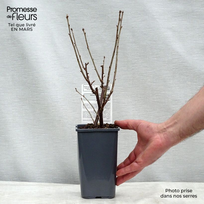 Spécimen de Groseillier à grappes London Market Bio Pot de 1,5L/2L, Buisson tel que livré au printemps