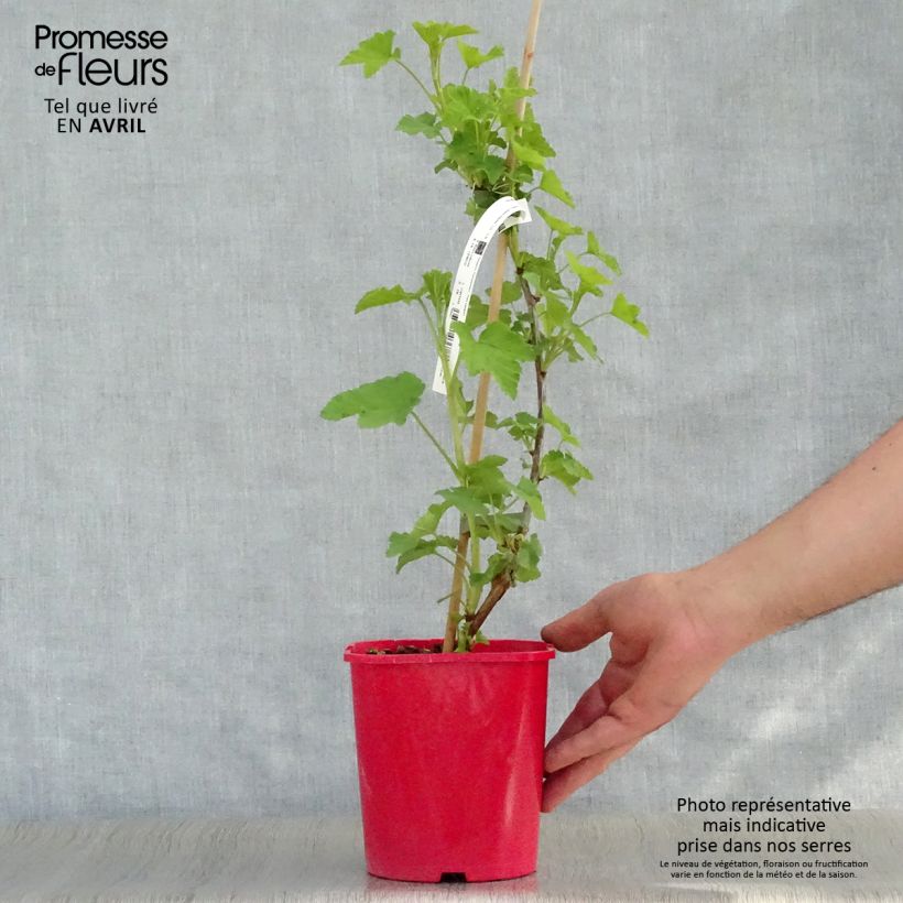 Example of Groseillier à grappes London Market Pot de 1,5L/2L as you get in printemps
