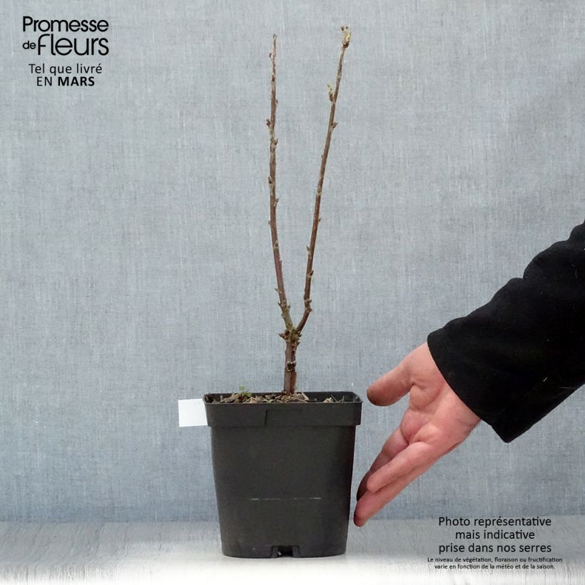 Example of Groseillier à grappes Versaillaise blanche Pot de 2L/3L as you get in printemps