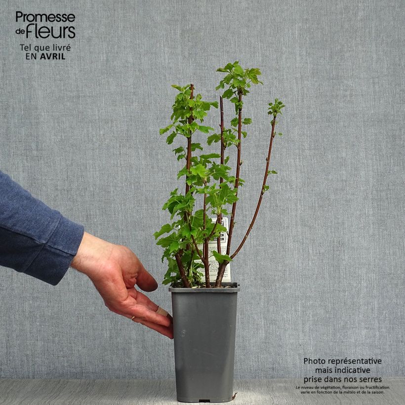 Example of Groseillier à grappes blanches Blanka Bio Pot de 1,5L/2L, Buisson as you get in printemps