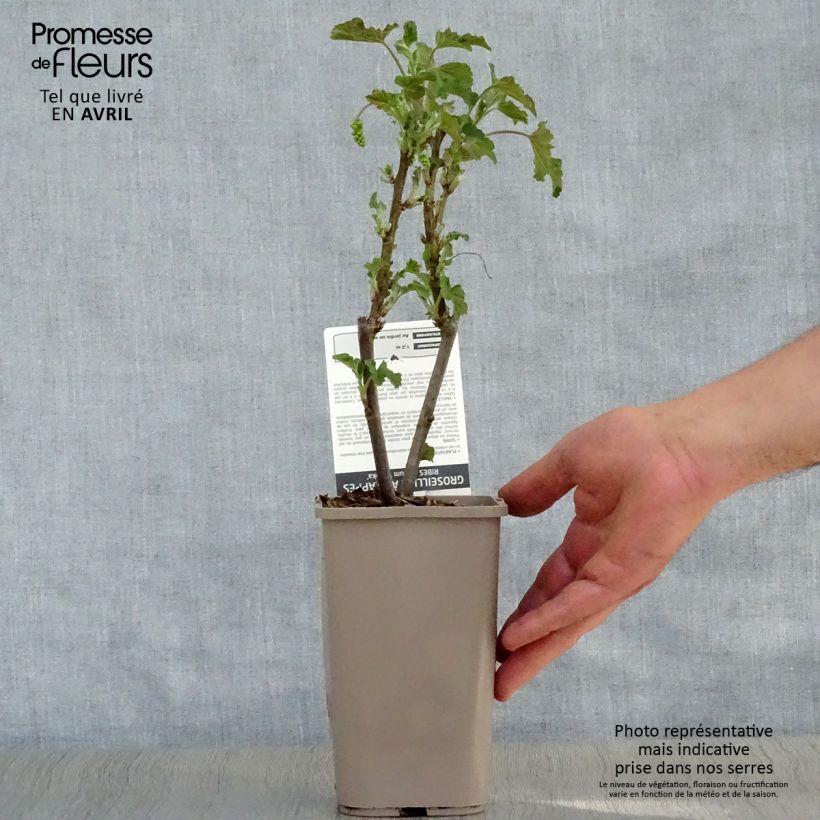 Example of Groseillier à grappes blanches Blanka Pot de 1L/1,5L, Buisson as you get in printemps