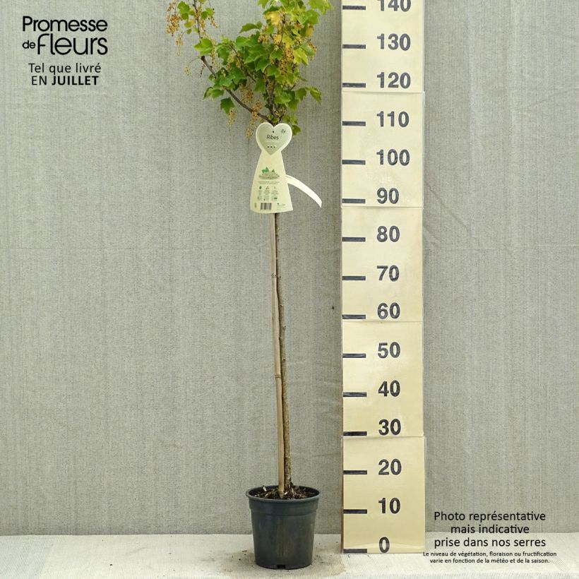Spécimen de Groseillier à grappes blanches Werdavia - Ribes rubrum Pot de 2L/3L, Buisson tel que livré en été