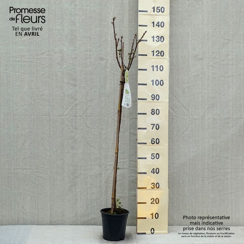 Example of Groseillier à grappes blanches Werdavia - Ribes rubrum Pot de 2L/3L, Buisson as you get in printemps