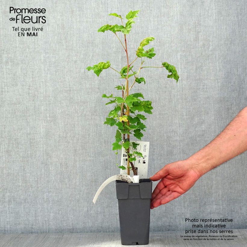 Spécimen de Groseillier à grappes blanches Witte Parel ou White Pearl - Ribes rubrum Pot de 1,5L/2L, Buisson tel que livré au printemps