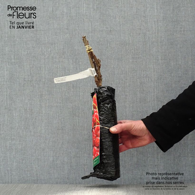 Example of Groseillier à grappes rouges Premiere Groseille Raisin Deltir Motte "Prêt-à-planter", Buisson as you get in hiver