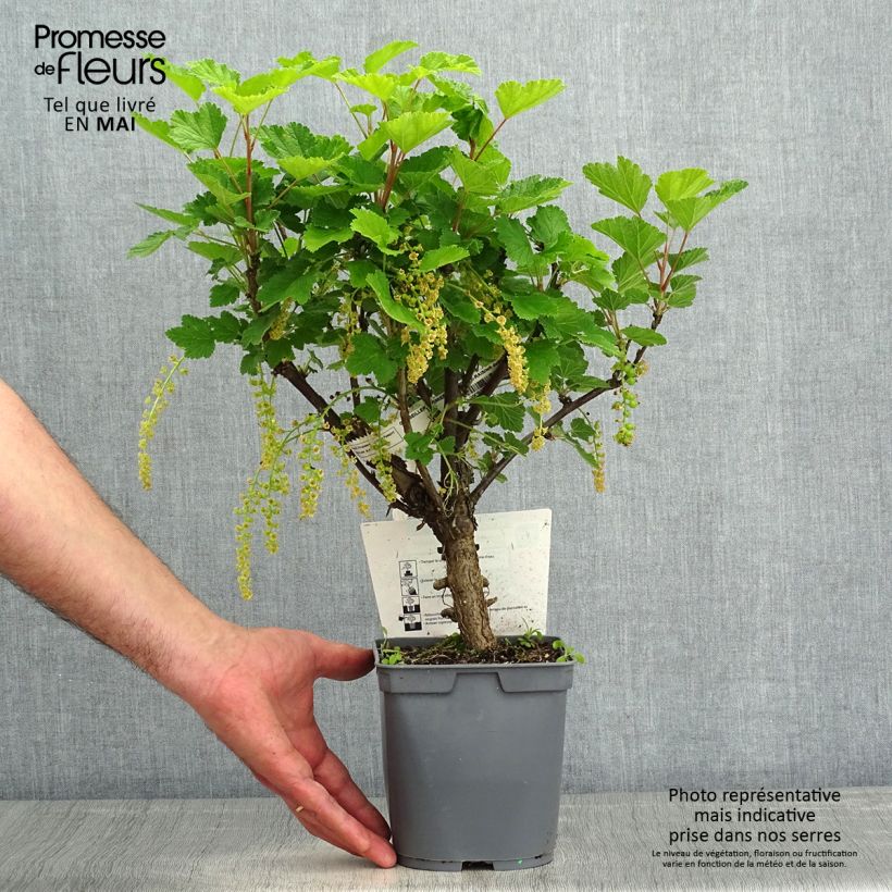 Example of Groseillier à grappes rouges Premiere Groseille Raisin Deltir Pot de 2L/3L as you get in printemps