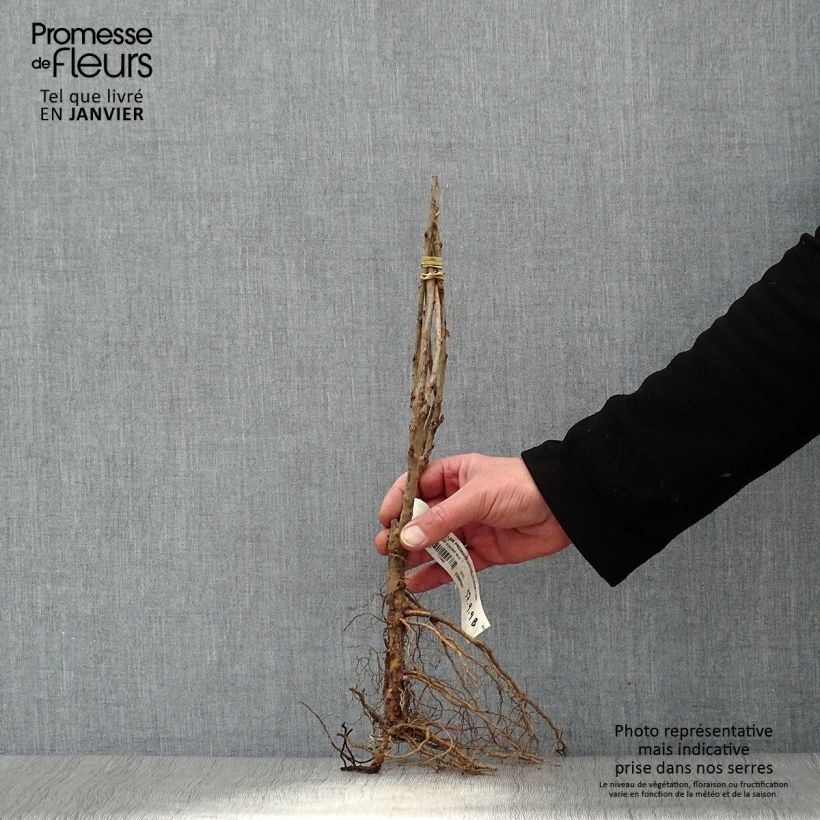 Example of Groseillier à grappes rouges Premiere Groseille Raisin Deltir Racines nues, Buisson as you get in hiver