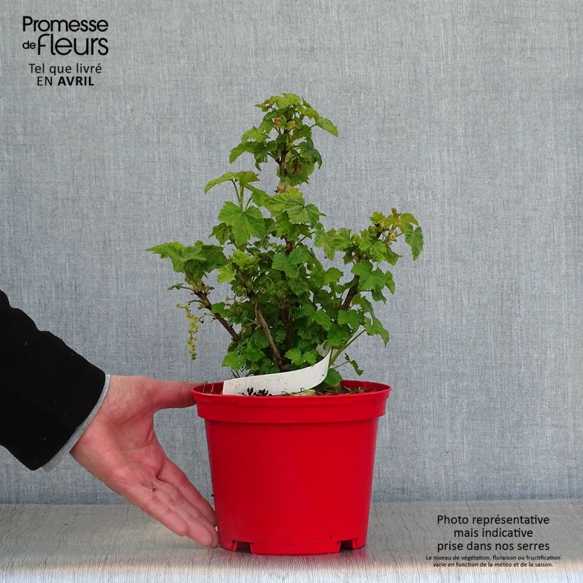 Spécimen de Groseillier à grappes rouges Versaillaise - Ribes rubrum Pot de 1,5L/2L tel que livré au printemps