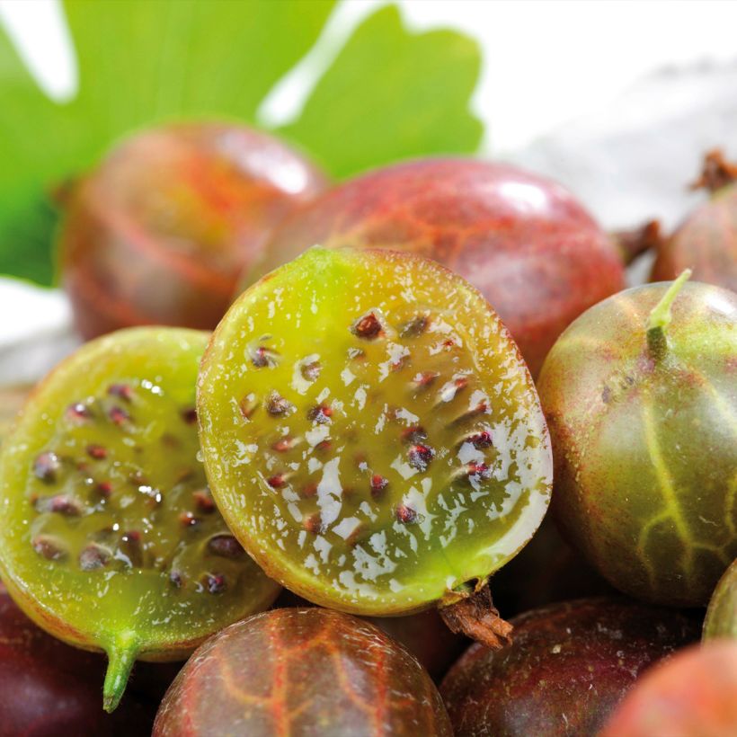 Groseillier à maquereaux Freedonia  (Harvest)