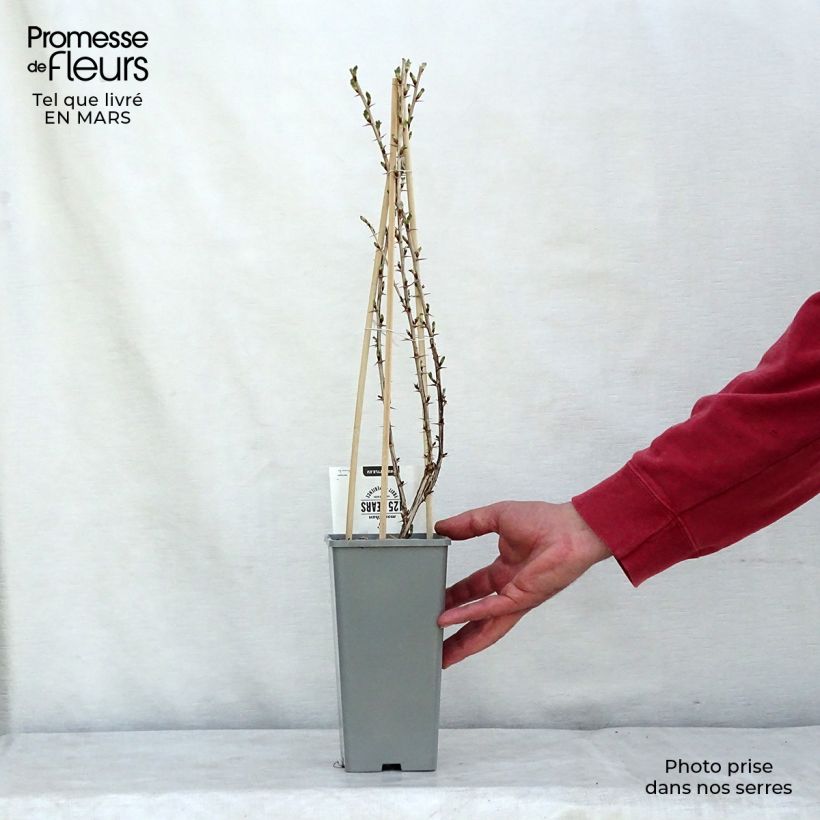 Spécimen de Groseillier à maquereau Lady Sun Pot de 1L/1,5L, Buisson tel que livré au printemps