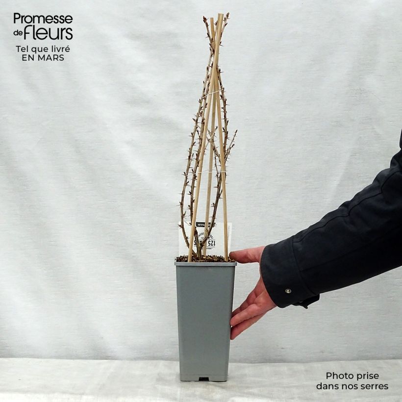 Example of Groseillier à maquereaux Captivator Pot de 1,5L/2L, Buisson as you get in printemps