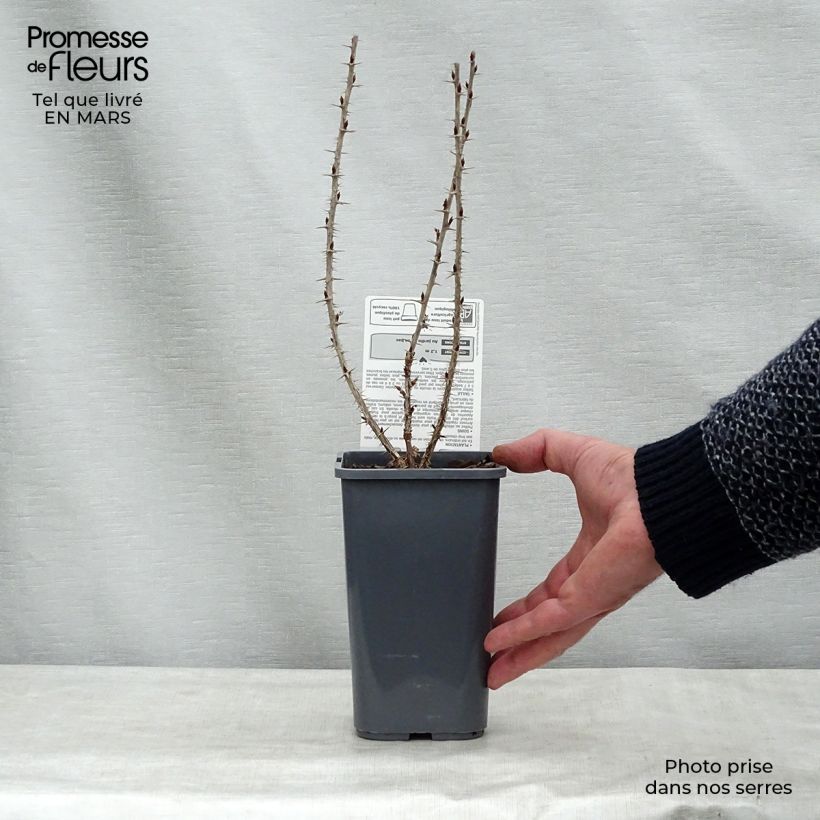 Example of Groseillier à maquereaux Hinnonmaki rouge Bio Pot de 1,5L/2L, Buisson as you get in printemps