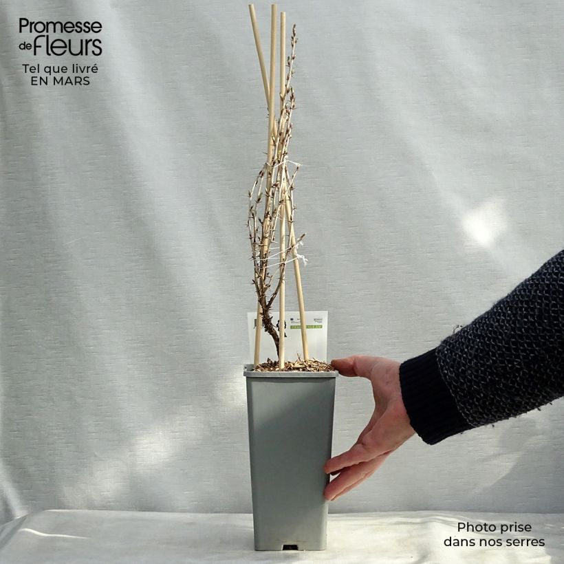 Spécimen de Groseillier à maquereaux Hinnonmaki rouge Pot de 1,5L/2L, Buisson tel que livré au printemps