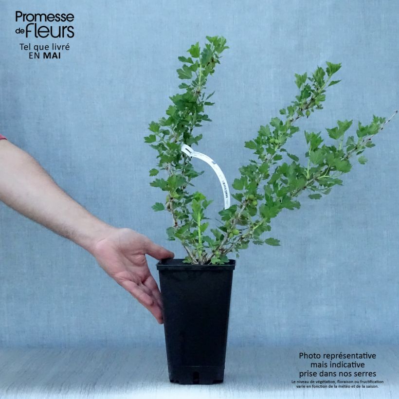 Example of Groseillier à maquereaux Worcesterberry Pot de 2L/3L as you get in printemps