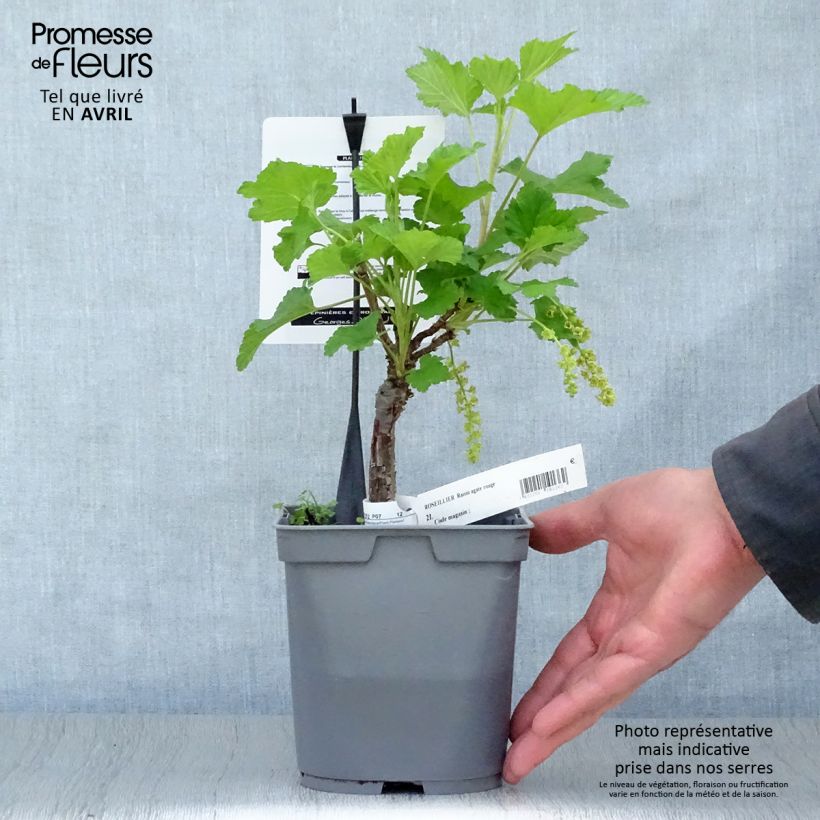 Example of Groseillier raisin Agate Rouge - Georges Delbard Pot de 2L/3L, Buisson as you get in printemps