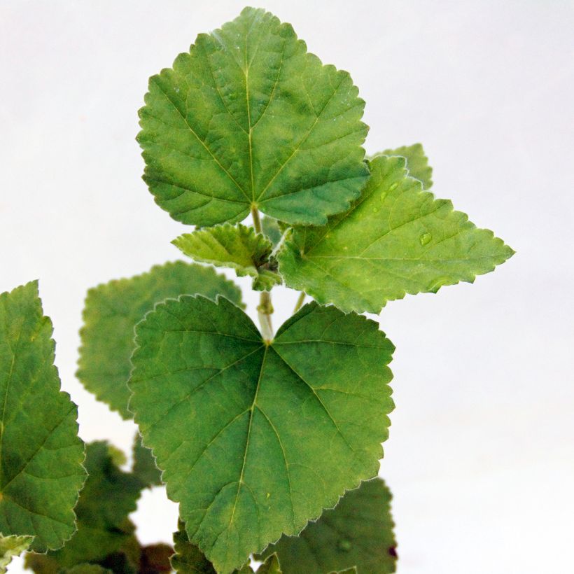 Guimauve officinale - Althaea officinalis (Foliage)