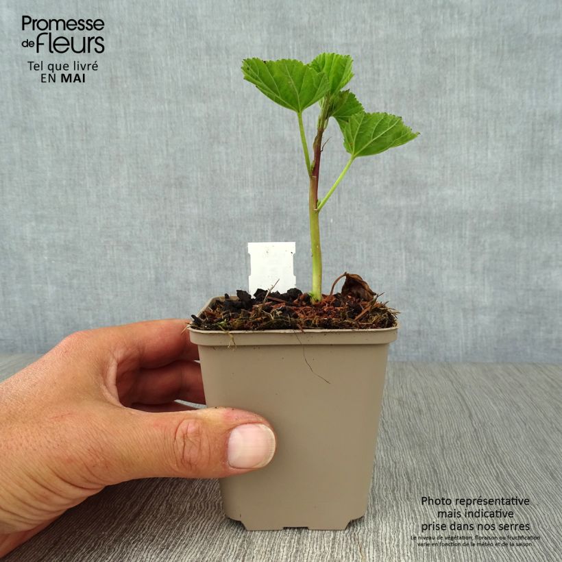 Example of Guimauve officinale - Althaea officinalis Godet de 8/9 cm as you get in printemps