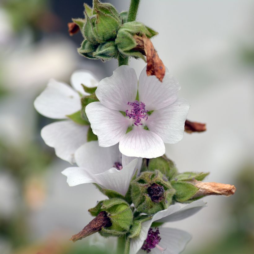 Guimauve officinale - Althaea officinalis (Flowering)