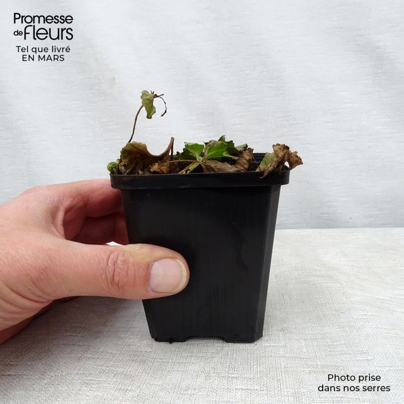 Spécimen de Gunnera magellanica Godet de 8/9 cm tel que livré au printemps