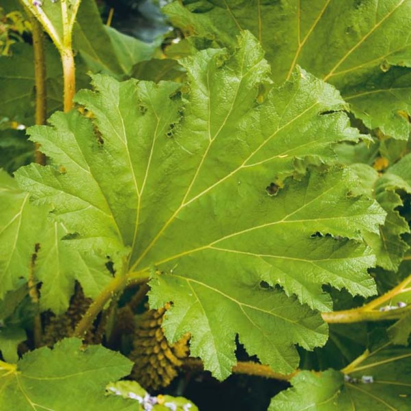 Gunnera manicata - Rhubarbe géante du Brésil (Foliage)
