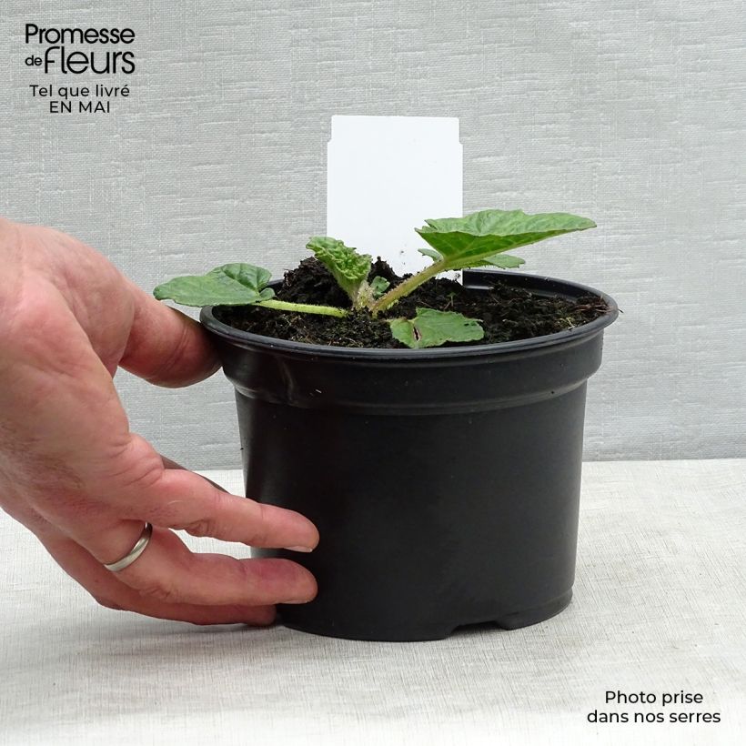 Example of Gunnera manicata - Rhubarbe géante du Brésil Pot de 3L/4L as you get in printemps