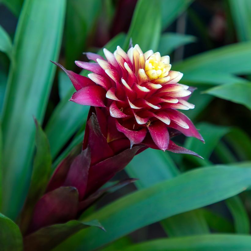 Guzmania Akabar (Floraison)