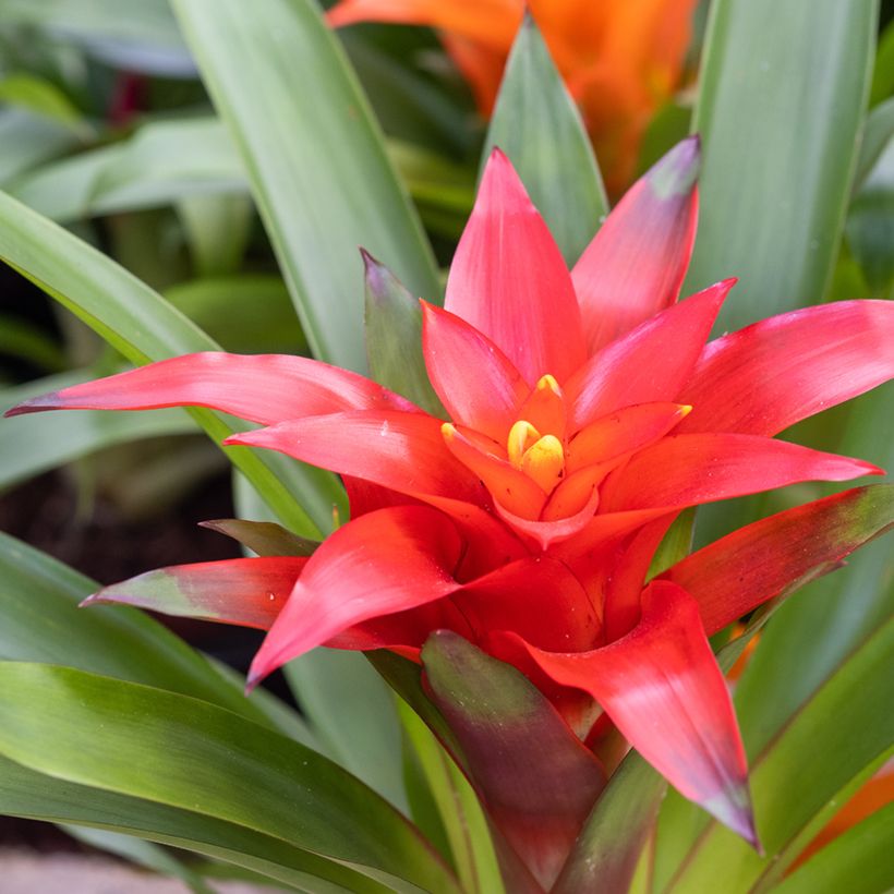 Guzmania Calypso (Flowering)