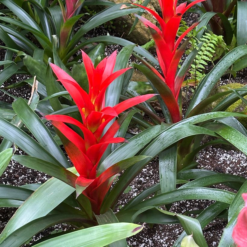 Guzmania Calypso (Plant habit)