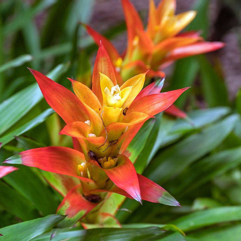 Guzmania Flava (Flowering)