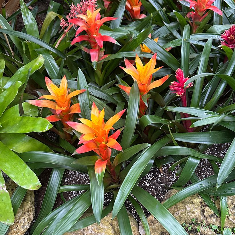 Guzmania Flava (Plant habit)