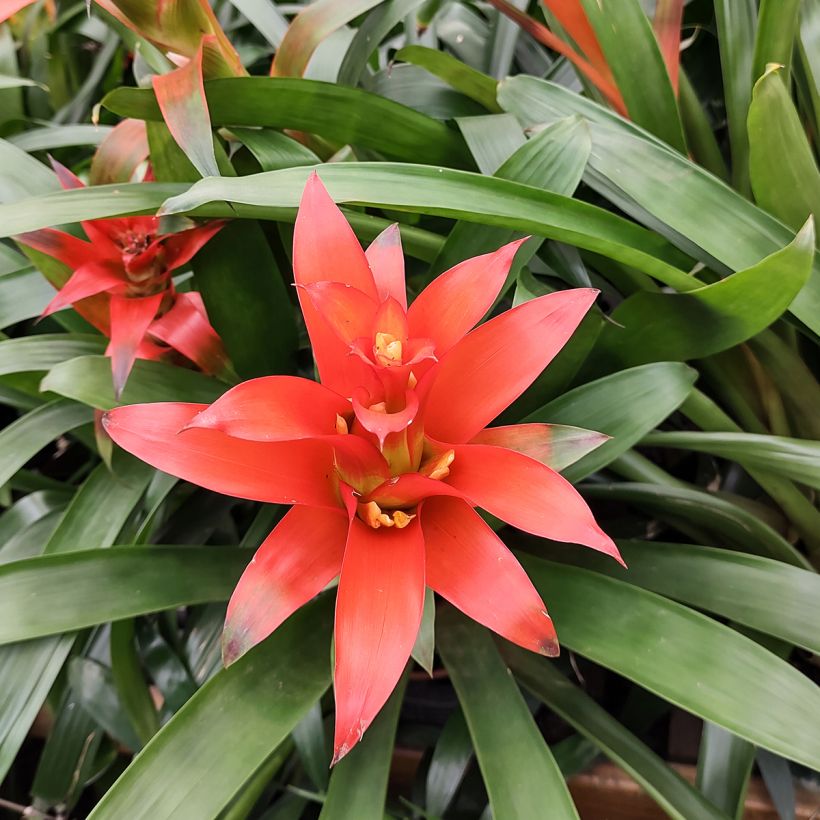 Guzmania Melissa (Flowering)