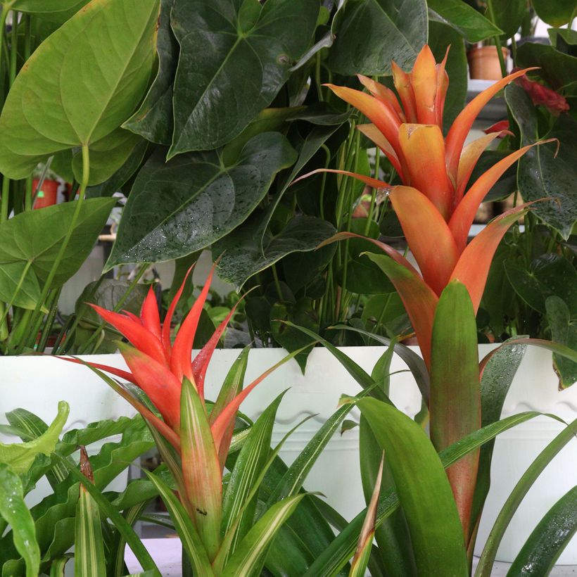 Guzmania Melissa (Plant habit)