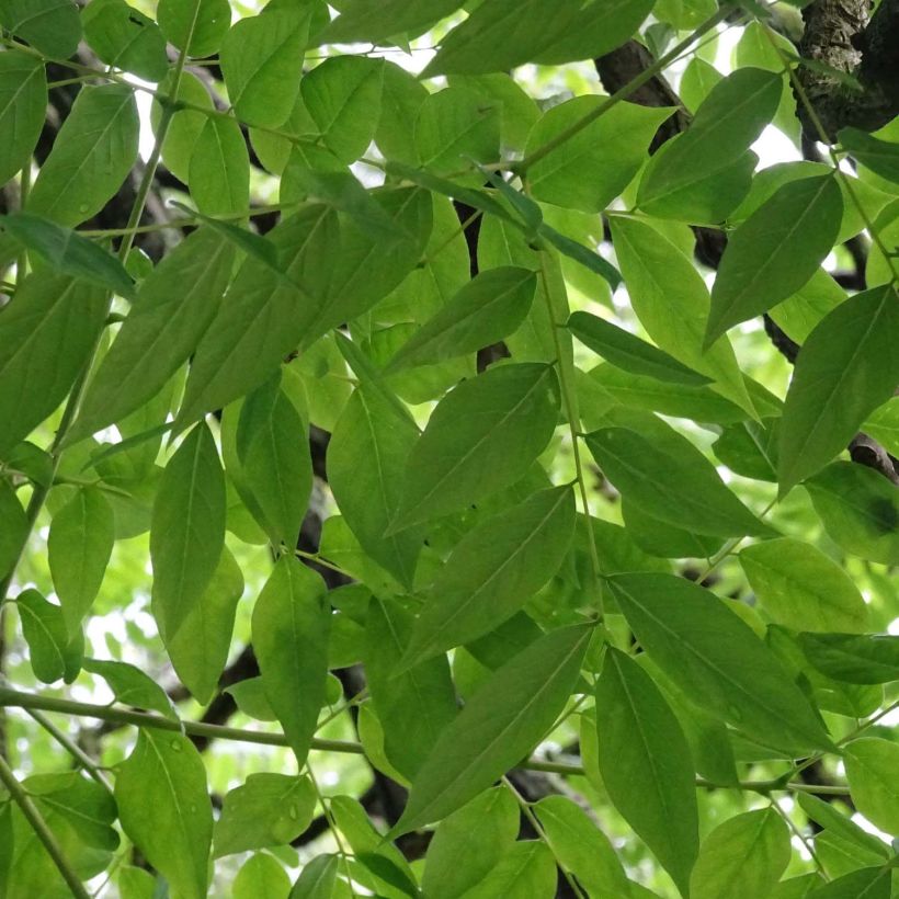 Gymnocladus dioica - Chicot du Canada (Foliage)