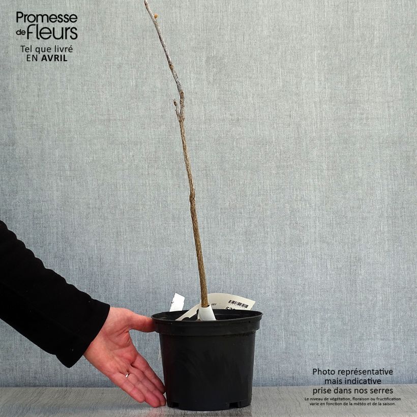 Example of Gymnocladus dioica - Chicot du Canada Pot de 3L/4L as you get in printemps
