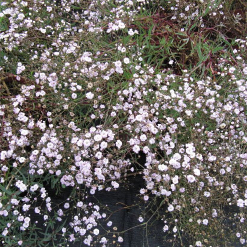 Gypsophila Rosenschleier - Gypsophile Rosy Veil (Flowering)