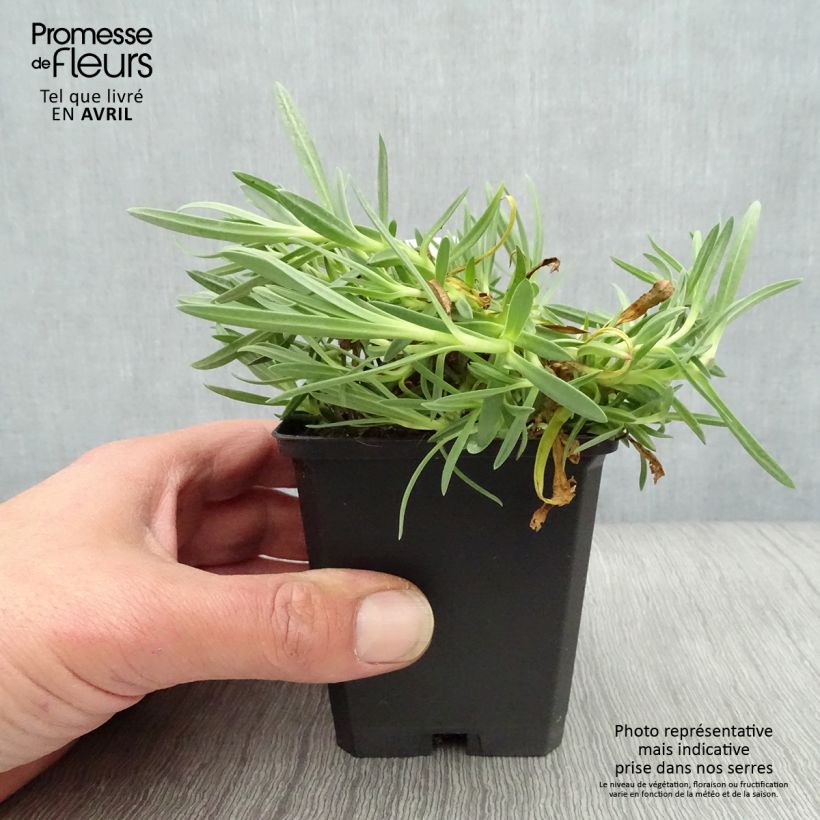 Example of Gypsophila Rosenschleier - Gypsophile Rosy Veil Godet de 8/9 cm as you get in printemps