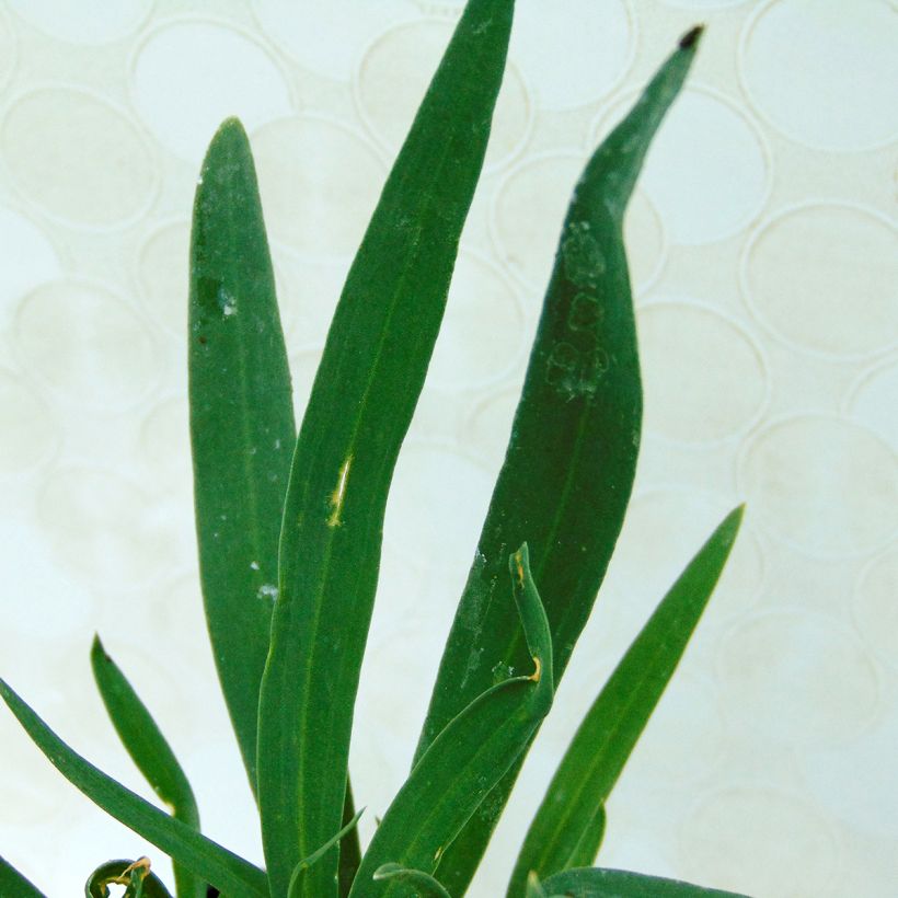 Gypsophila paniculata Bristol Fairy - Gypsophile paniculé (Foliage)