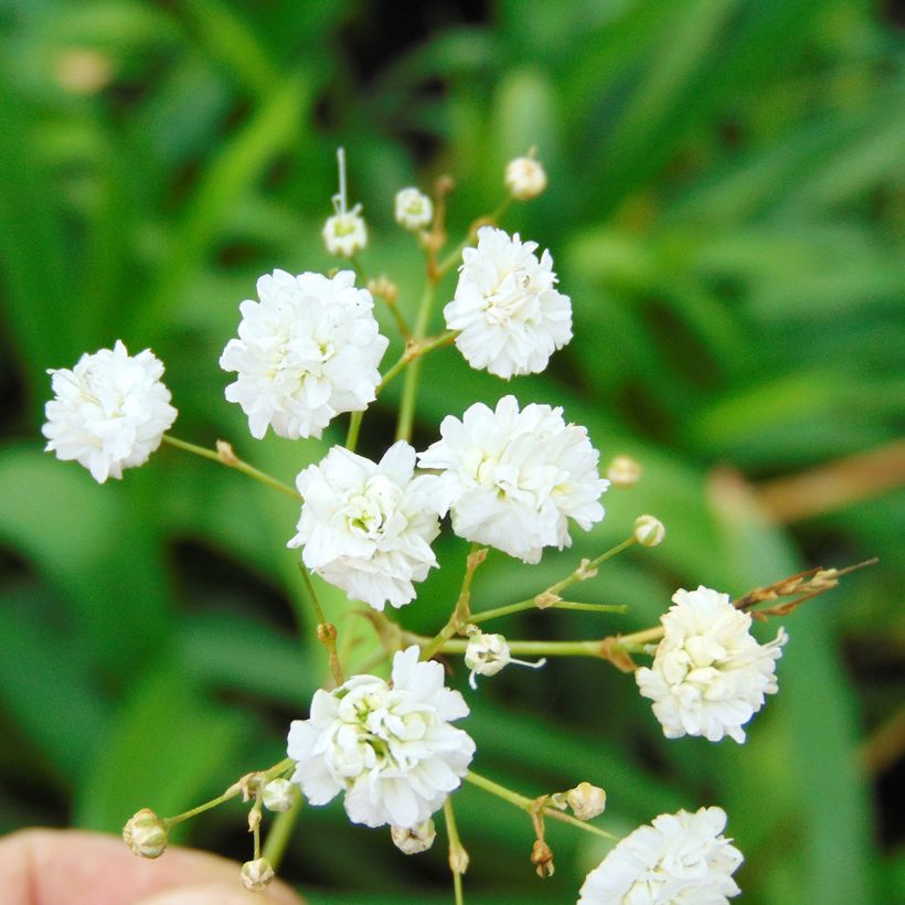 Gypsophila paniculata Bristol Fairy - Gypsophile paniculé (Flowering)