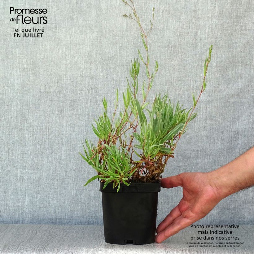 Spécimen de Gypsophila paniculata Bristol Fairy - Gypsophile paniculé Pot de 2L/3L tel que livré en été