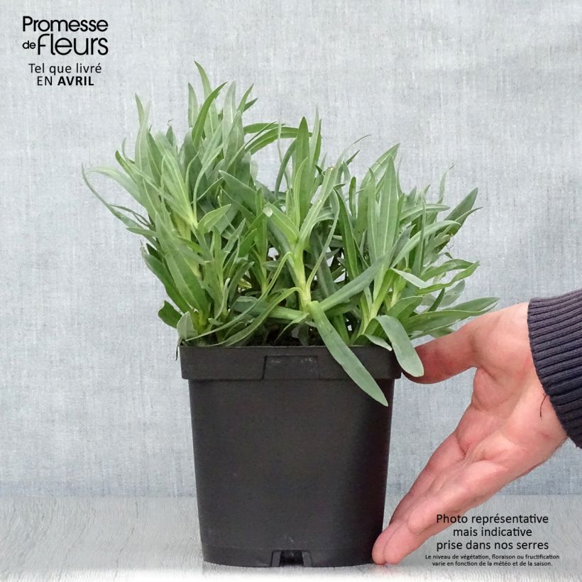 Example of Gypsophila paniculata Bristol Fairy - Gypsophile paniculé Pot de 2L/3L as you get in printemps