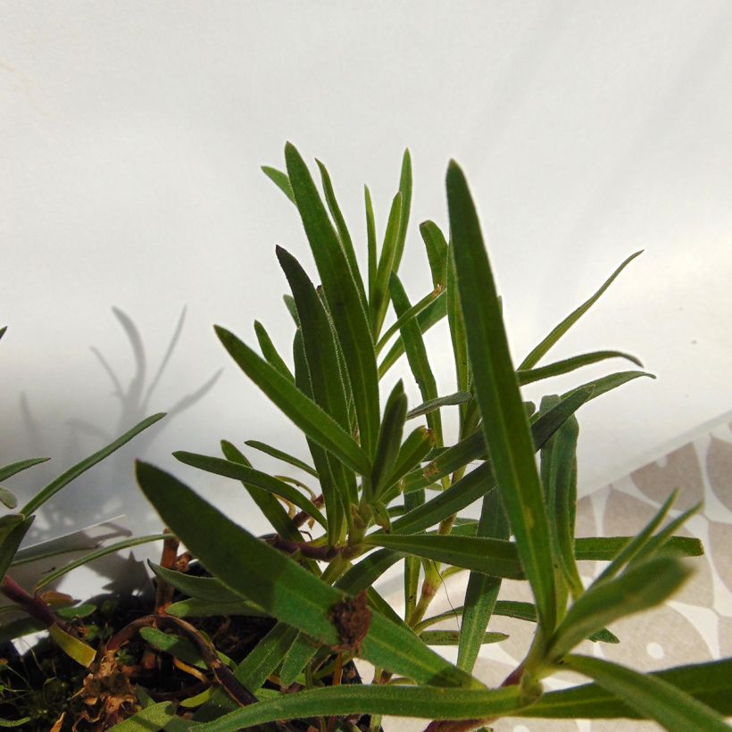 Gypsophila paniculata flamingo (Foliage)