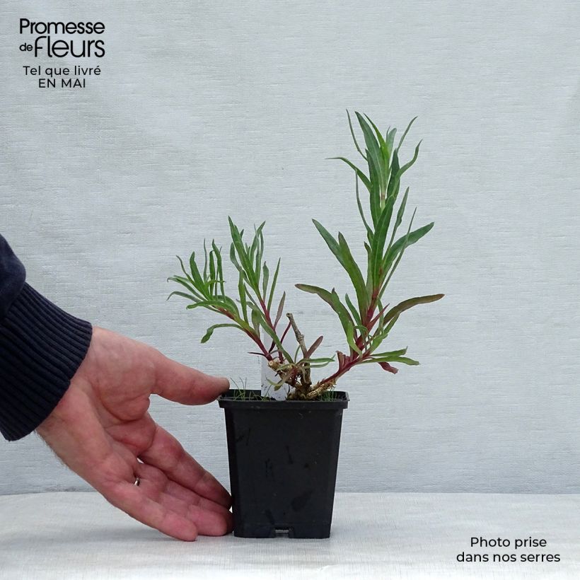 Example of Gypsophila paniculata flamingo Godet de 8/9 cm as you get in printemps