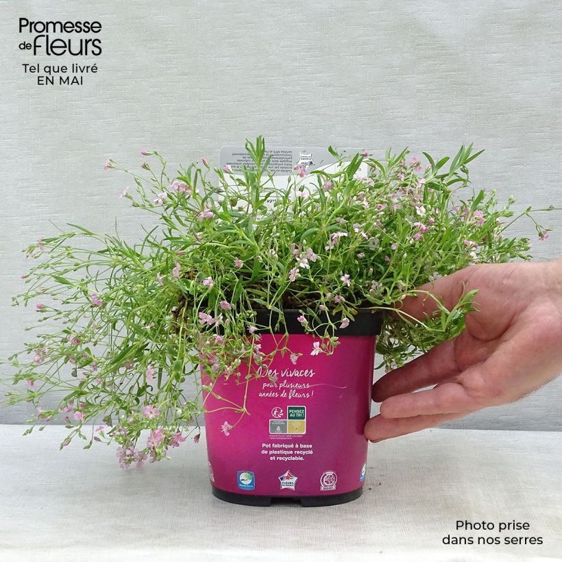 Example of Gypsophila repens Rosa Schönheit - Gypsophile rampant Godet de 8/9 cm as you get in printemps