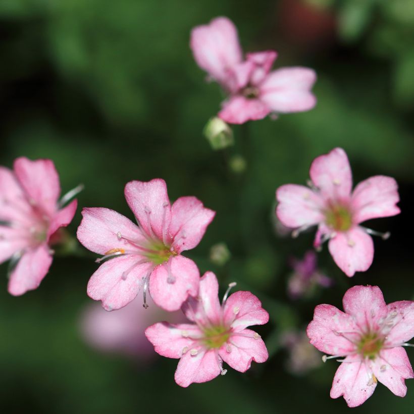 Gypsophila repens Rosa Schönheit - Gypsophile rampant (Flowering)