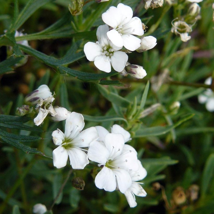 Gypsophile rampant - Gypsophila repens White Angel (Foliage)